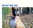 what we do button